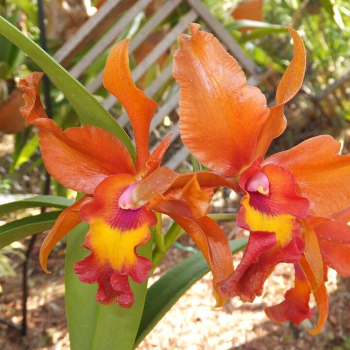Orchid Genera Abbreviations